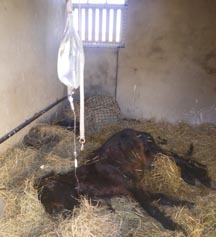 Bay_Dartmoor_colt_on_drip_-_credit_RSPCA.jpg