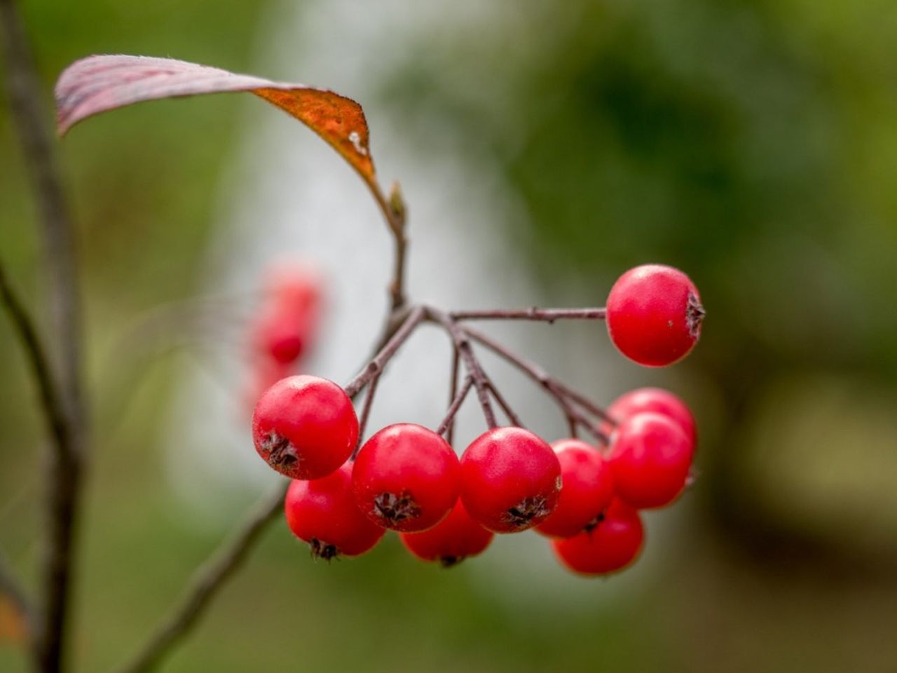 Red Berries On A Washington Hawthorn Tree