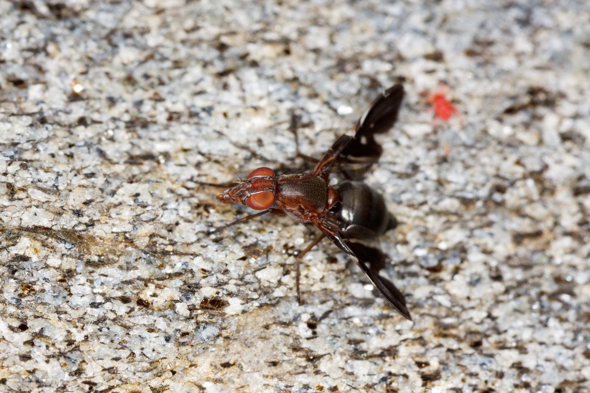 picture-winged fly