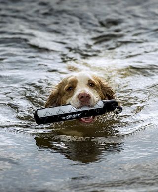 clumber spaniel