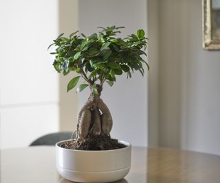 Ficus ginseng, Ficus retusa, as a bonsai tree