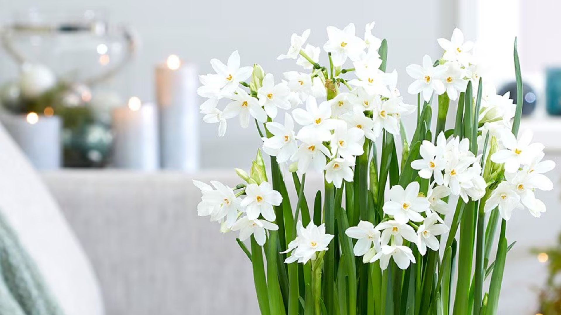 A close-up of white paperwhites in bloom