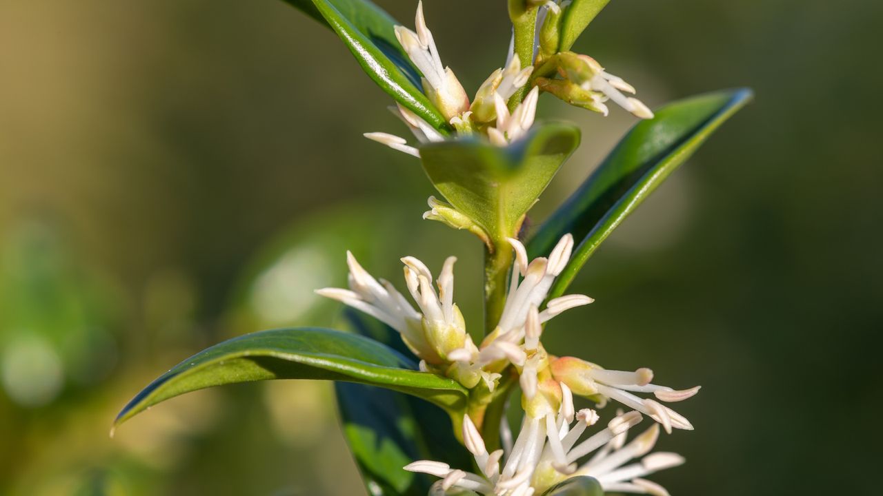 Sweet box, Sarcococca confusa, with green leaves and white flowers in a winter garden