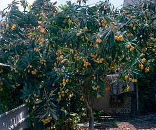 A fruit-covered loquat tree growing in a backyard