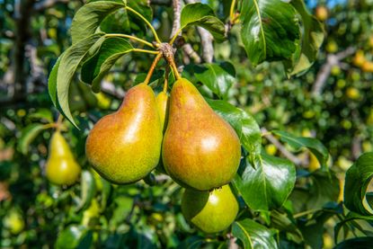 pear tree covered in ripe pears