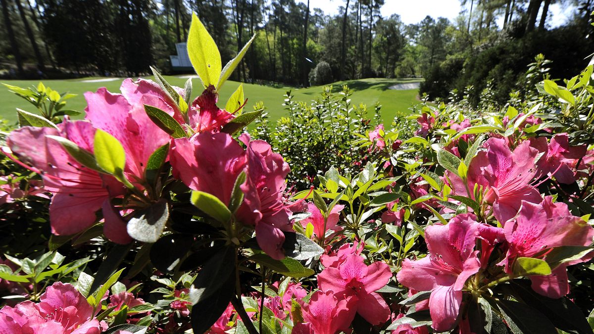 Azaleas at The Masters Golf Tournament