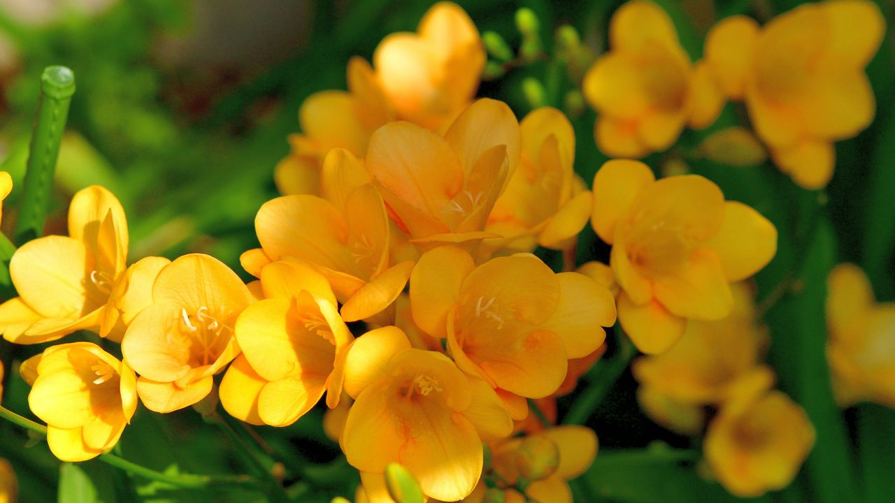 Closeup of yellow freesia flowers growing in garden