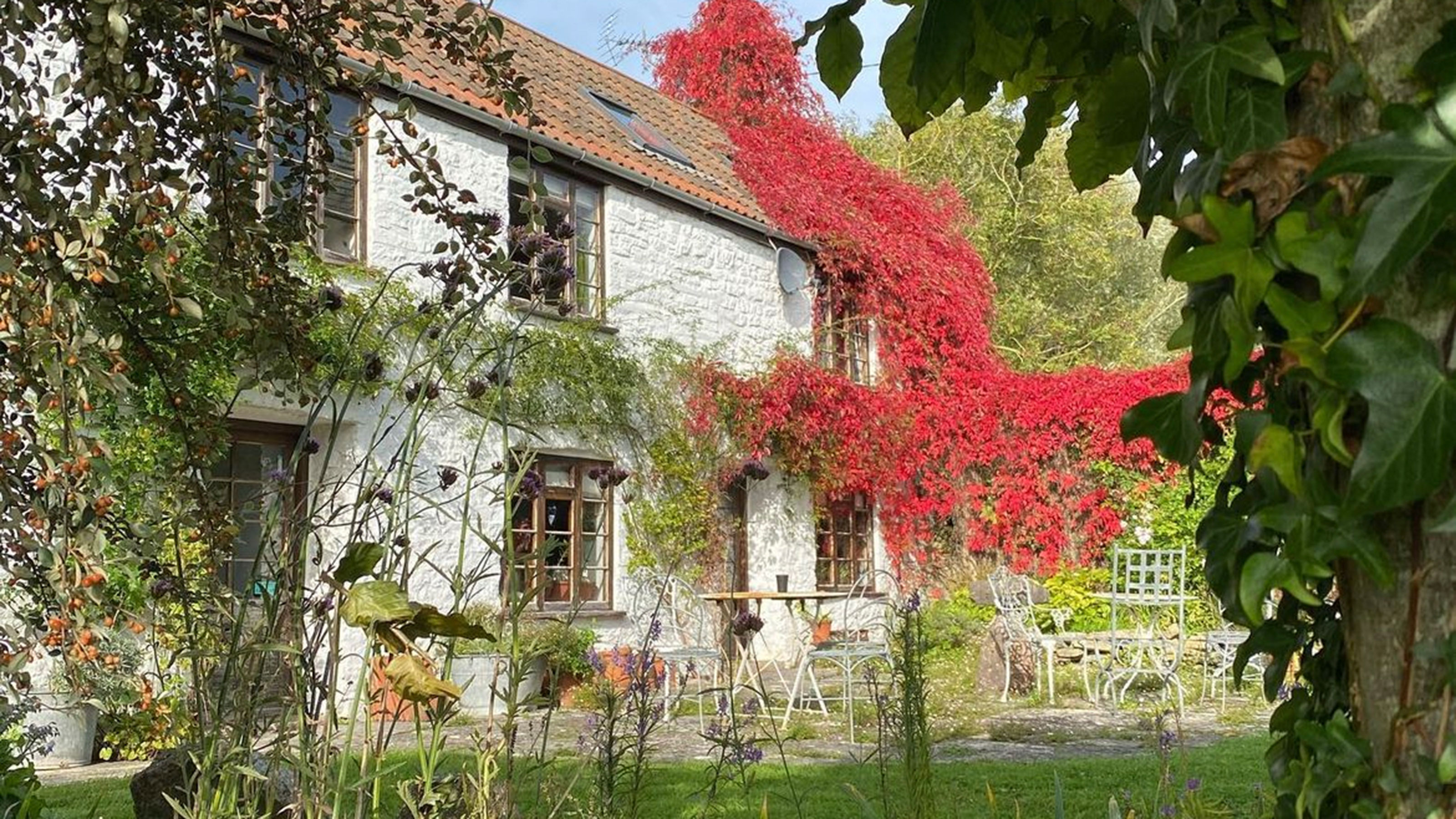 White farmhouse covered in climbing plants and surrounded by trees