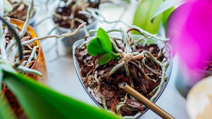 Propagated orchids growing in pots