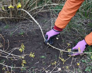 propagating forsythia by layering a shoot on the shrub