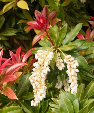 pieris Wakehurst with red leaves and white flowers in garden