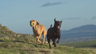 Two Labradors running outside