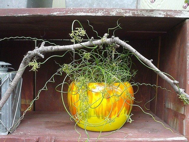 Corkscrew Rush Plant In Yellow And Orange Pot