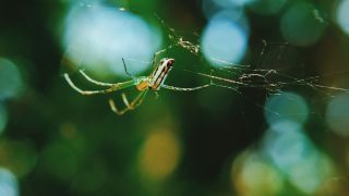 A spindly yellow Leucauge argyra spider hanging upside down from a web