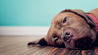 Sad brown dog lying on the floor