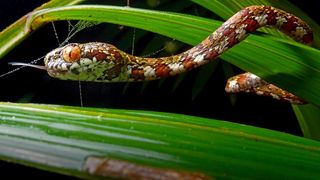 DiCaprio's snail-eating snake (Sibon irmelindicaprioae). This snake has an alternating striped cream and dark brown underbelly and alternating stripes of tan and dark brown on top. It also has a set of large orange eyes.