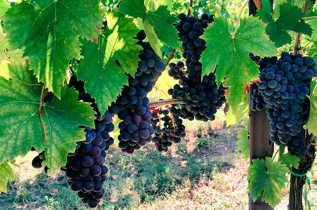 I Selvatici vineyards, Chianti, Tuscany