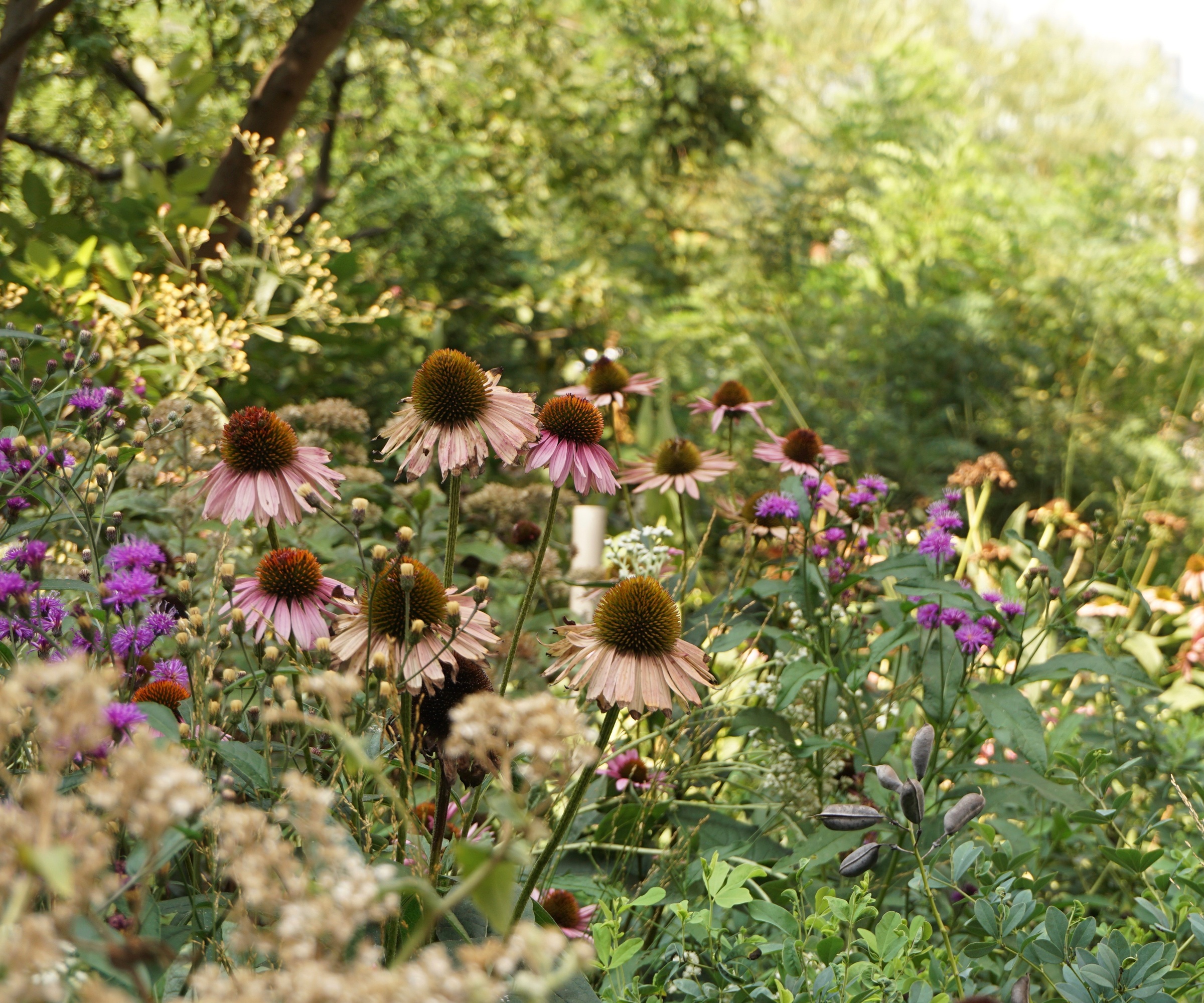 Fading coneflower blooms