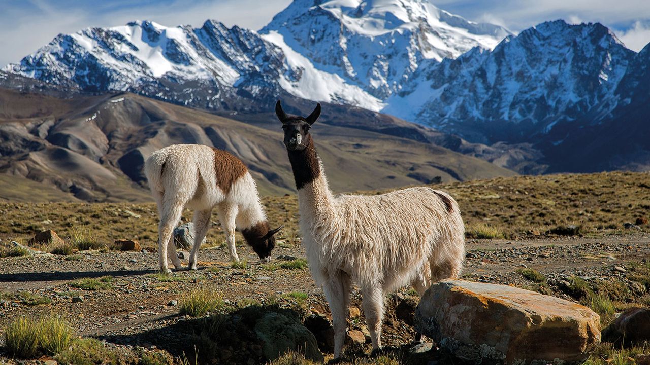 Bolivian llamas 