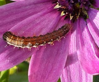 caterpillar on purple daisy in garden