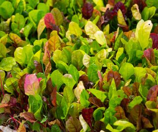 spinach plants with multiple leaf colors