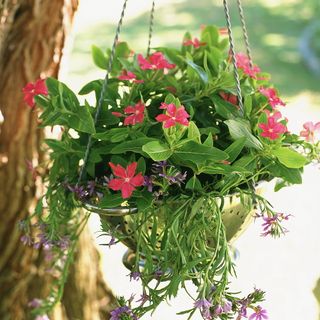 A hanging basket made from a colander with pink and purple flowers