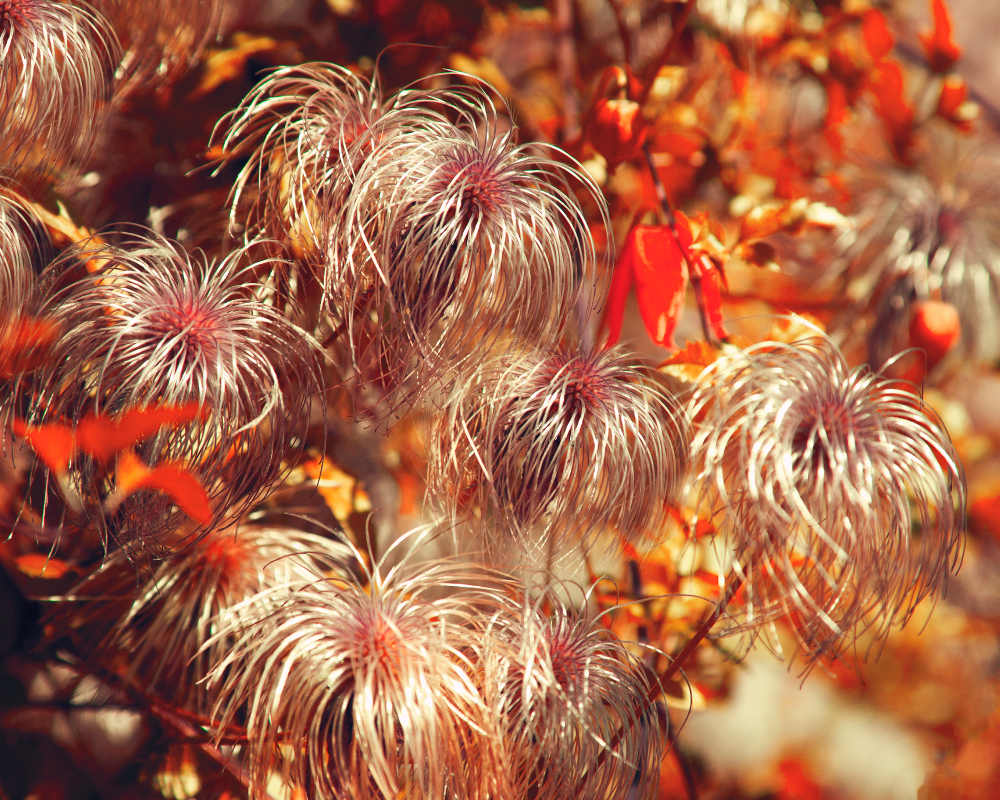 clematis seedheads in an autumn garden