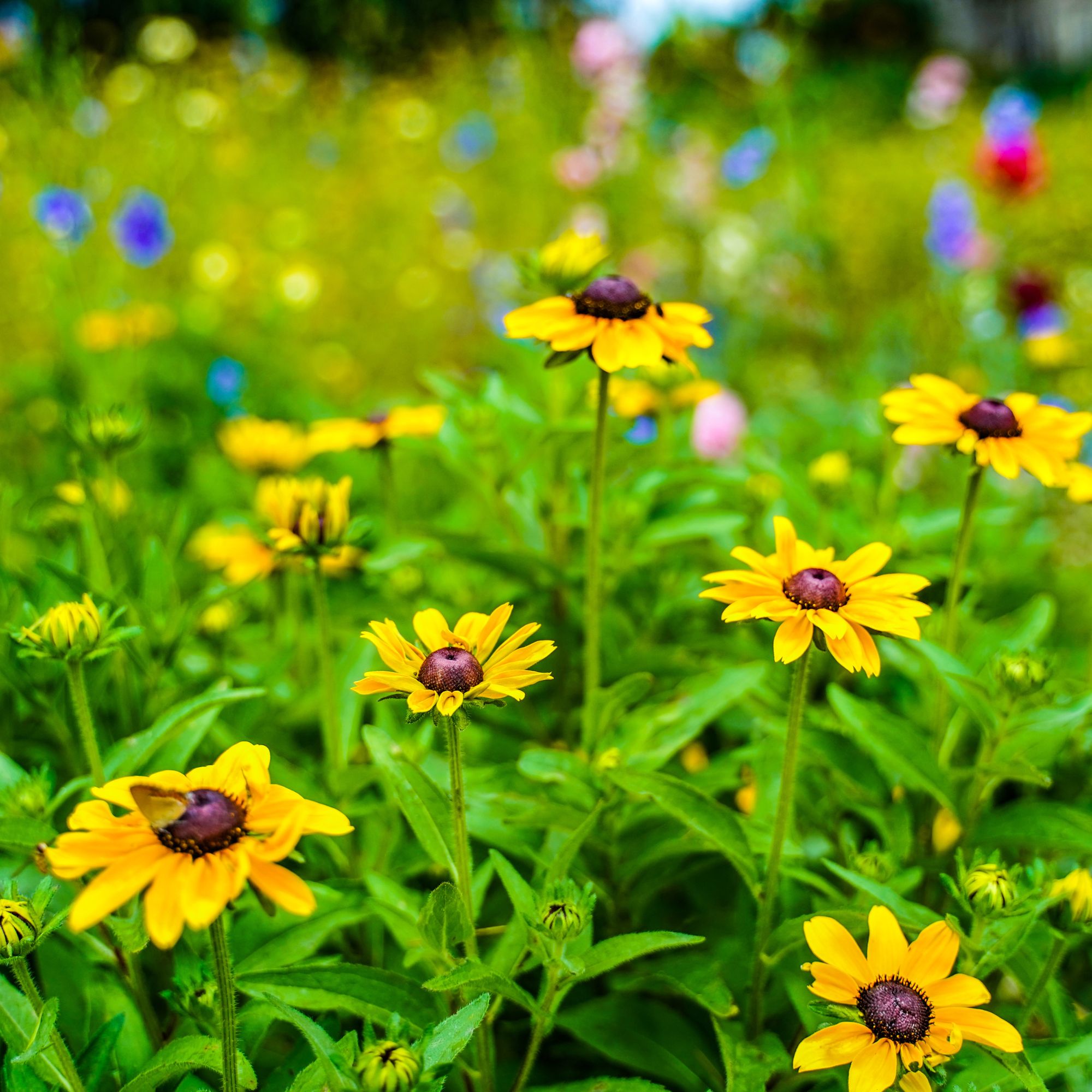 summer bedding plants