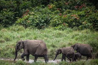 elephants in ivindo National Park