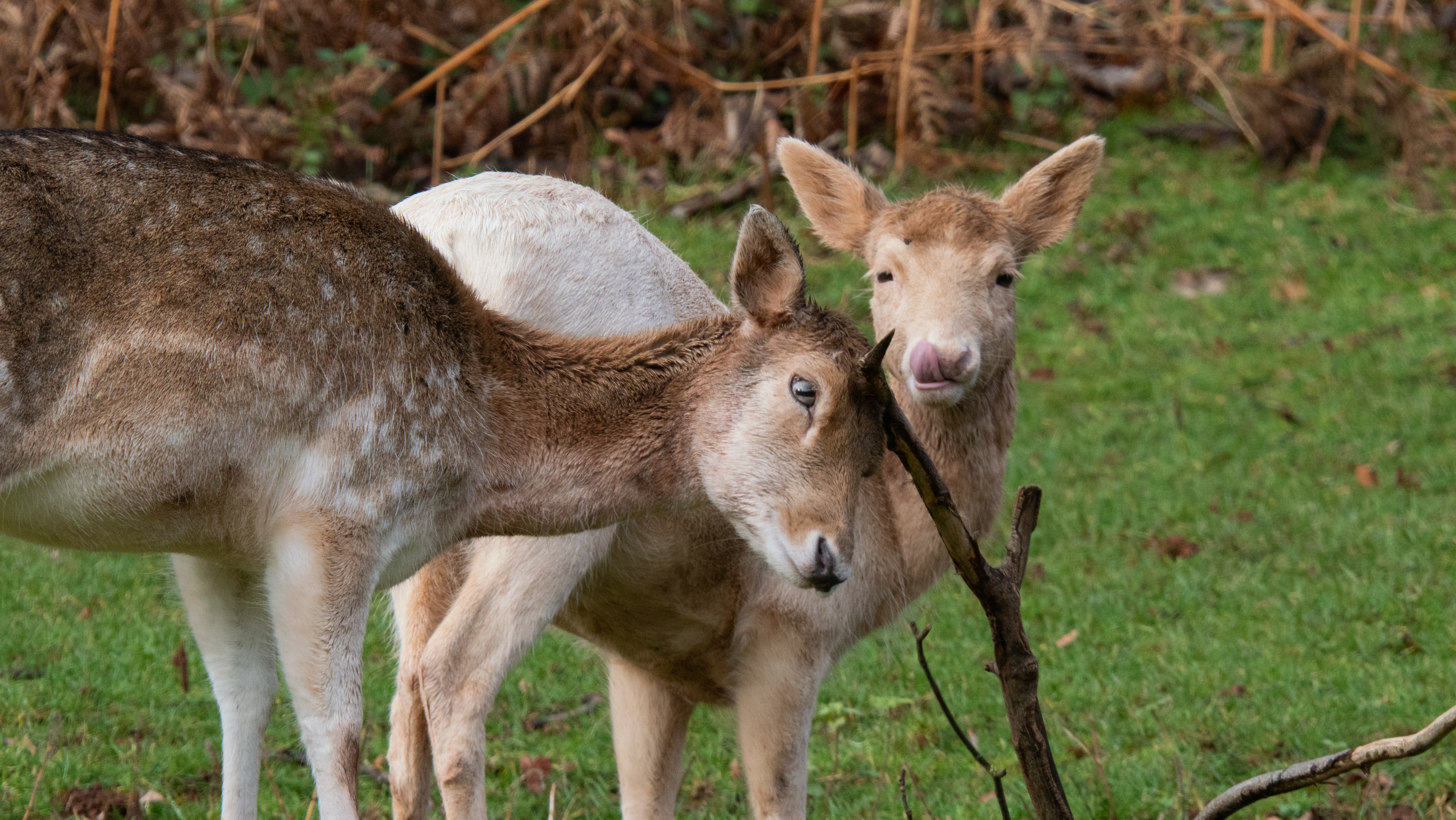 A wildlife photo taken on an OM System OM-1 Mark II mirrorless Micro Four Thirds camera