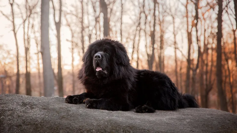 Tibetan Mastiff