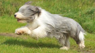 Old English Sheepdog running, showing long coat that has been conditioned with one of the best dog conditioners