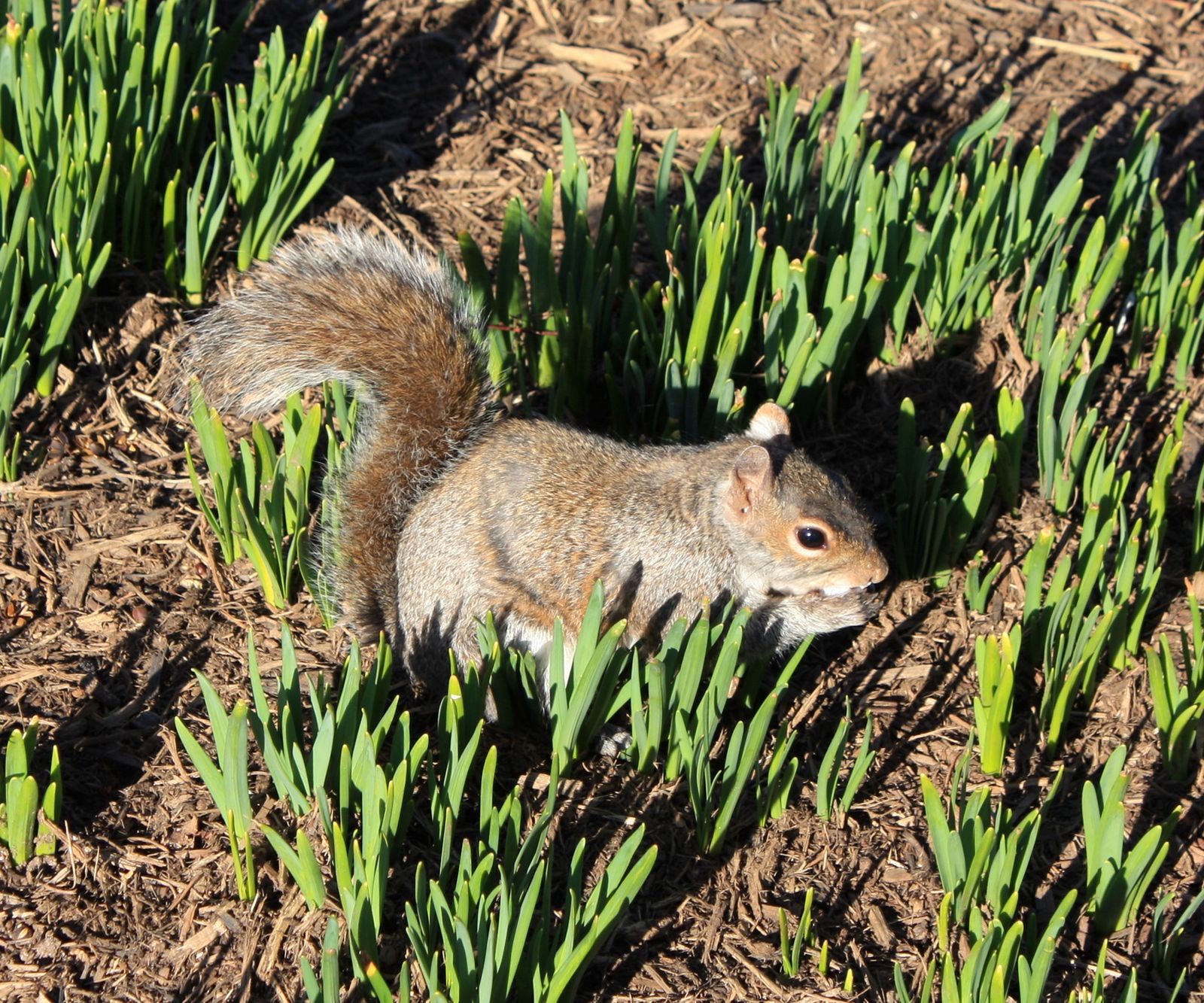 How to stop squirrels from digging up bulbs: 5 methods | Homes and Gardens