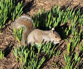 Squirrel among fresh bulb shoots