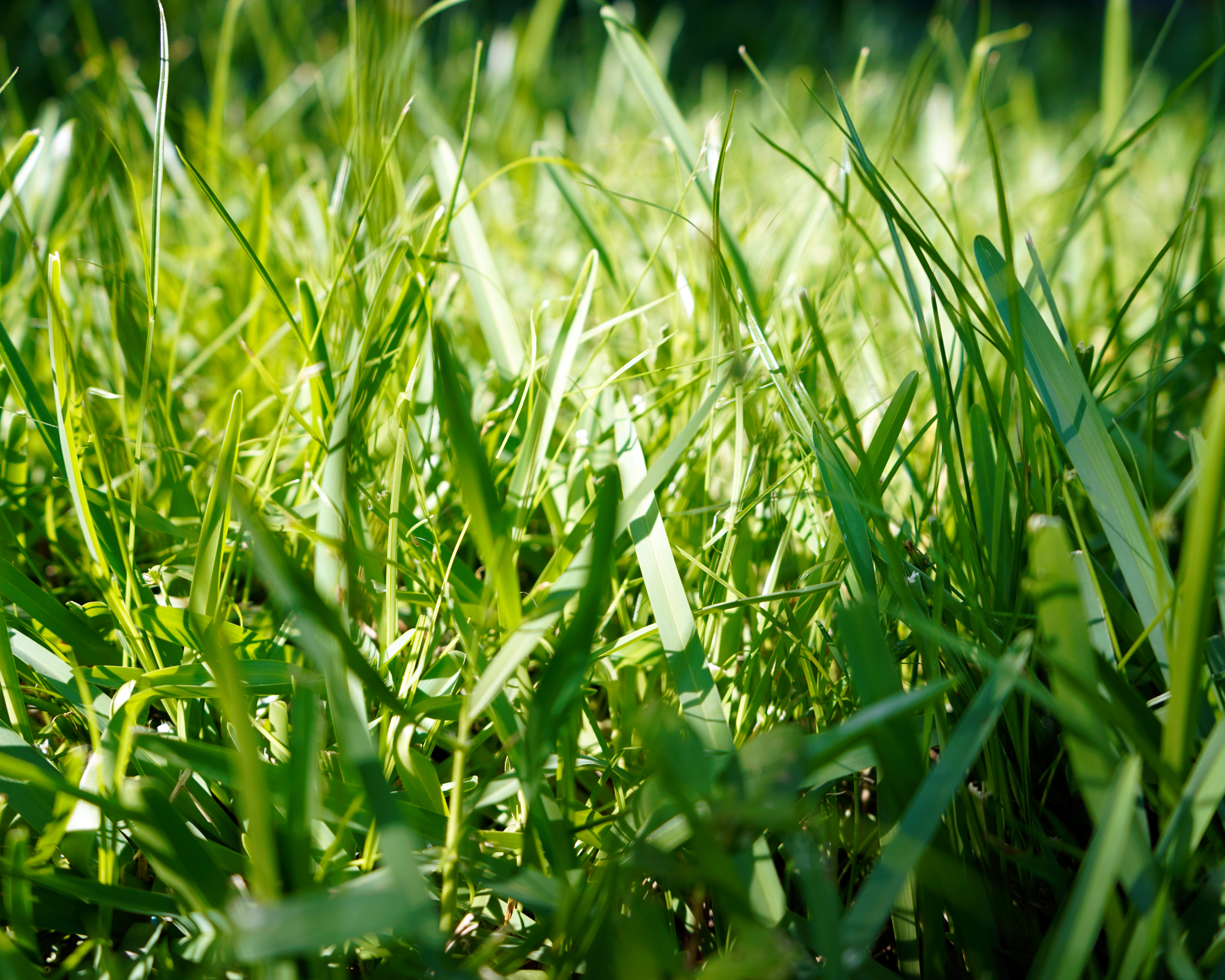 Closeup of St. Augustine grass