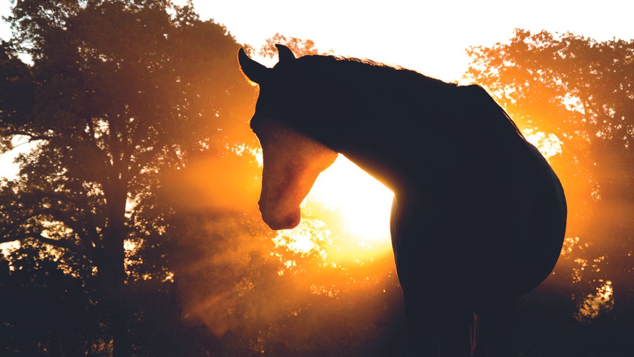 Ban on racehorses entering human food chain welcomed and questioned