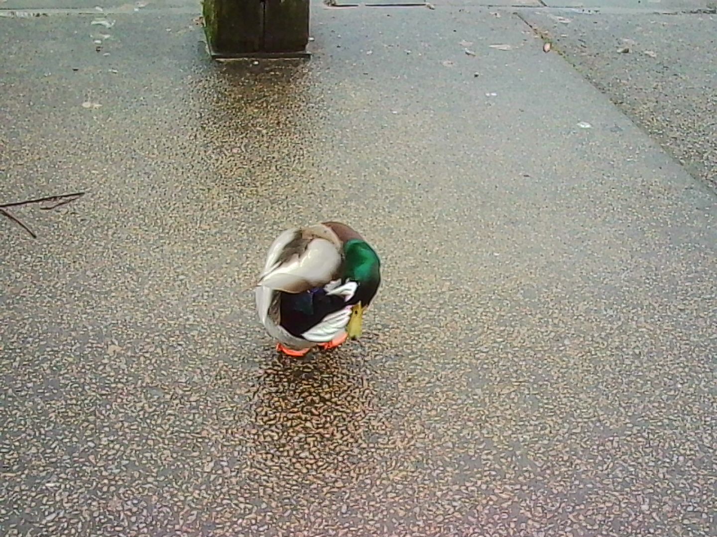 A photo taken on a Kodak Charmera keychain camera