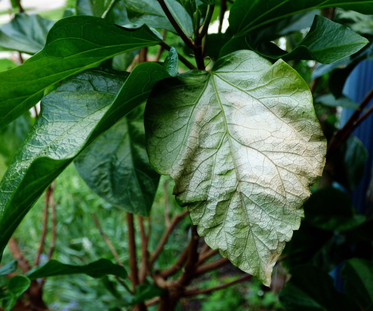 Leaf Sunscald In Plants How To Protect Plants From Sunburn Gardening Know How
