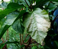 Green Plant Leaves Turning White From Sunburn Damage
