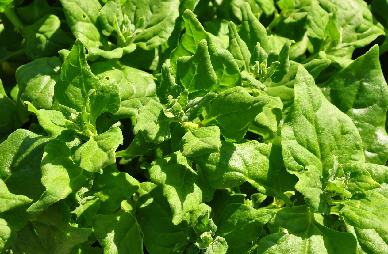 Green Leafy New Zealand Spinach