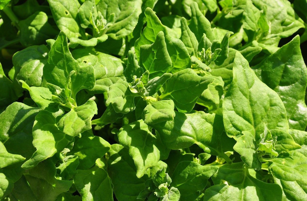 What Is New Zealand Spinach Growing New Zealand Spinach In The Garden Gardening Know How