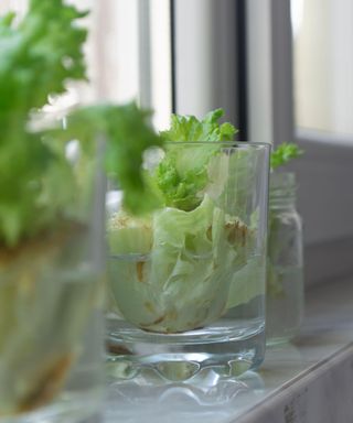 Growing lettuce in water from scraps in kitchen and on window sill
