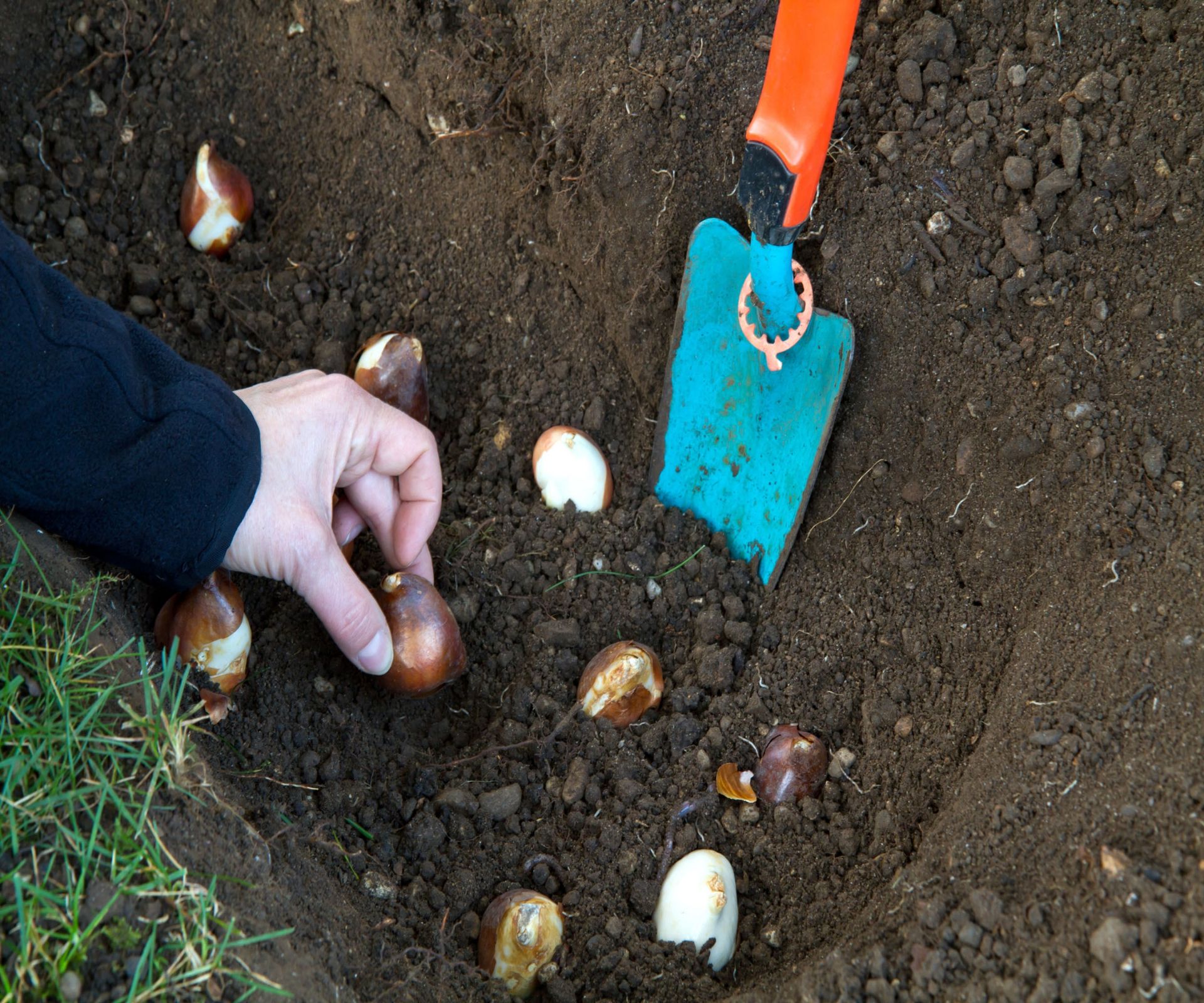 Planting tulip bulbs