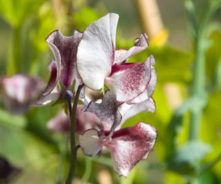 Sweet pea 'Wiltshire Ripple'