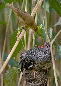 An unfortunate reed warbler feeding a cuckoo chick.