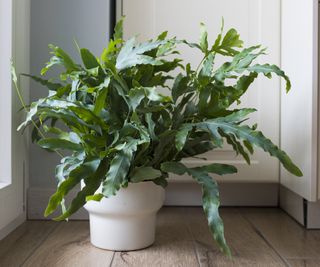 A potted blue star fern on a wooden floor