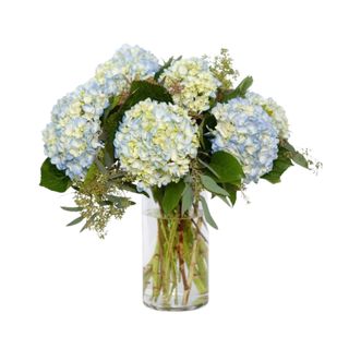 A bouquet of light blue hydrangeas 