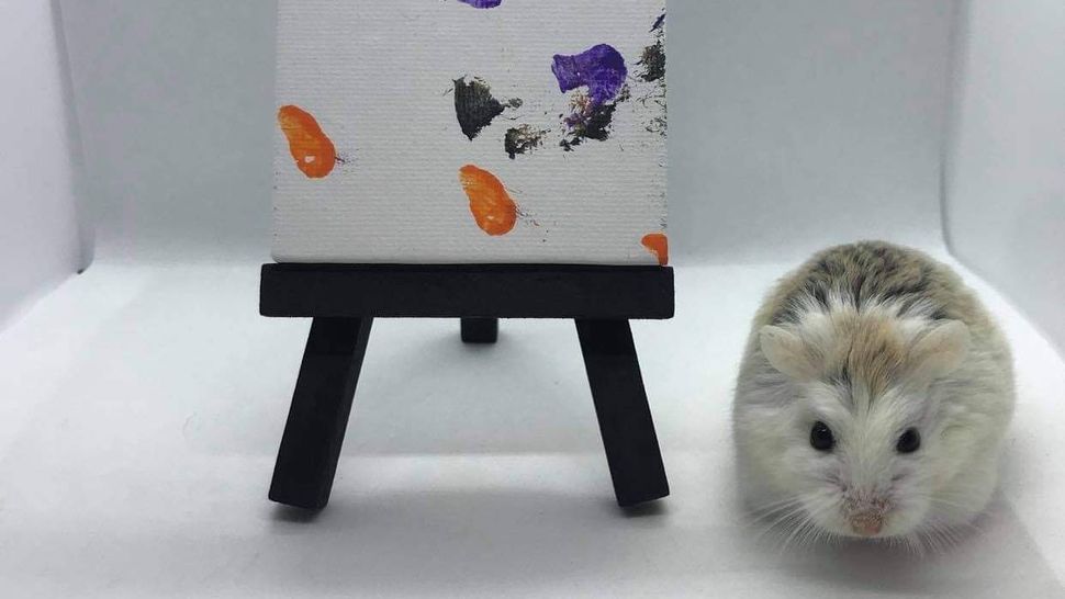 Pip the painting hamster is inspiring pet owners to take up art with their furry friend PetsRadar