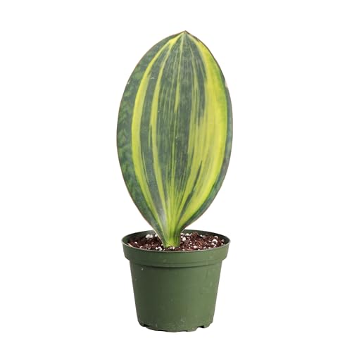 Live Variegated Whale Fin Snake Plant, Low Light, 4" Pot