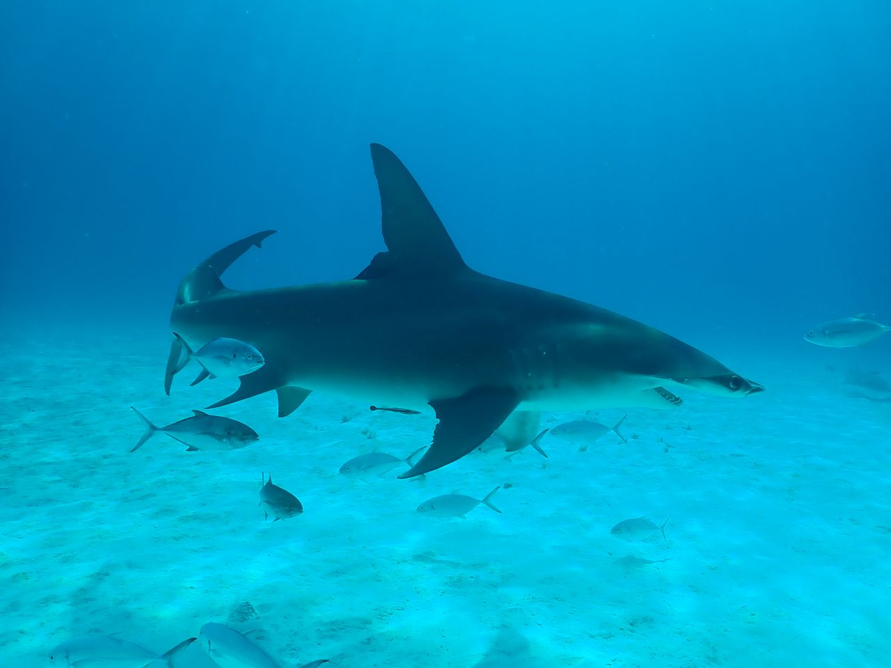 A shark surrounded by fish in the ocean